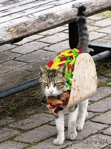 do not attempt to do this to your cat taco cat