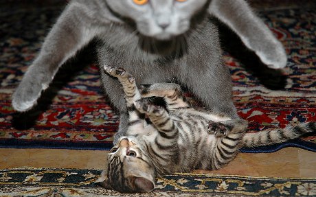 LUURKENSCHPROING! cats wrestling, one jumping right at the camera