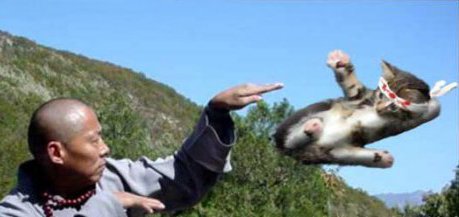i WILL kick you dangerous kung-fu kitten