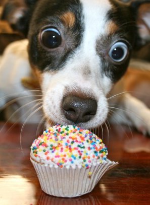Aw yeah, cupcake! dog looking VERY happy and licking a cupcake