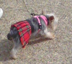 wee doggie in a kilt, aye tiny dog in a kilt