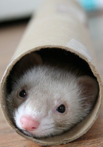 Cap'n, the tubes are clogged again ferret in tube