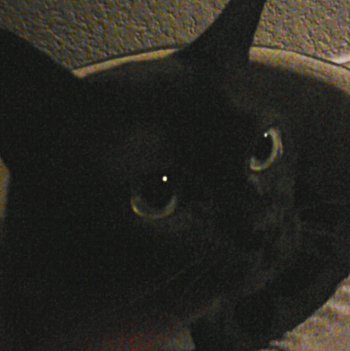 MEOW! MEOW! Moira sitting in her bed, looking peeved