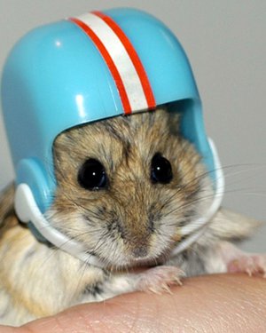 HUT! HUT! H... wait, is that alfalfa hay? hamster wearing football helmet