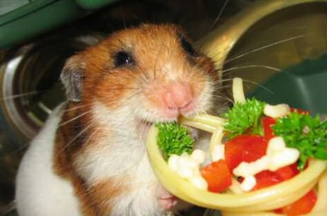 yes, you can totally stuff your face hamster chewing on a vegetable snack that looks like a pizza