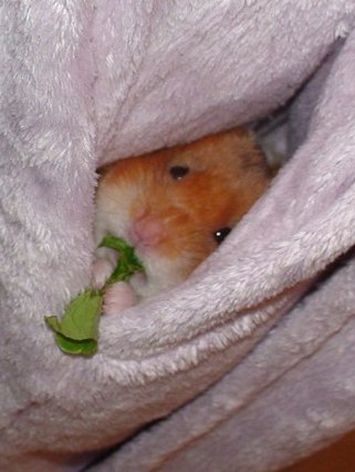 emergency backup hamster ACTIVATE! emergency backup hamster, in pocket