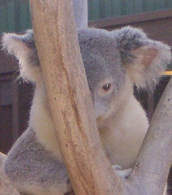 keeping one eye on you koala in tree with face half-hidden