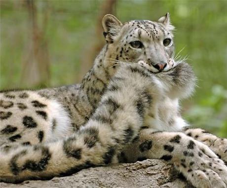 *glomp* Finally! snow leopard with its tail in its mouth