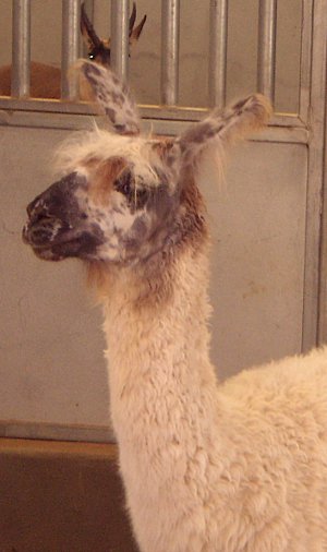 Tina! Come get some ham! llama llooking llazy