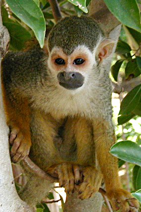 one banana problem squirrel monkey in tree