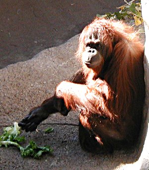 OOK. OOK. OOK. orangutan playing with its food