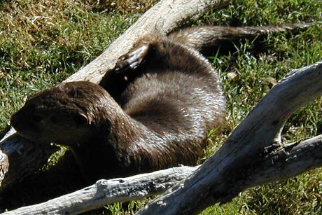 otter in repose otter lying down and eating a bone
