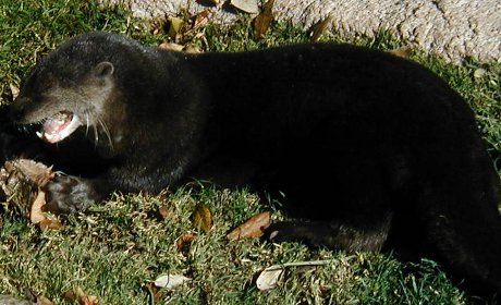 gnaw gnaw gnaw otter chewing on marrow bone