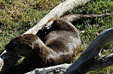 otter by tree otter sitting by a tree at the Phoenix Zoo