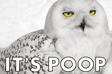 this holds true for far too many things owl saying 'its poop'
