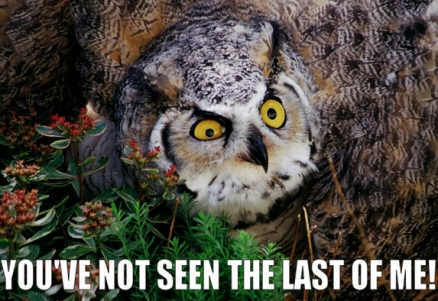 oh no you haven't owl saying 'you've not seen the last of me!'