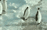 no, we're not that compassionate penguin hitting another penguin and making it fall into the water
