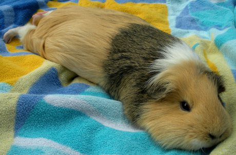 will this fur prevent me from getting a tan? guinea pig lying on blanket
