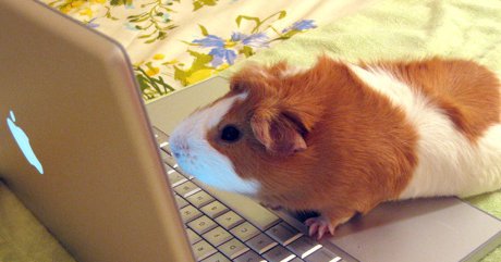 no chicken is going to ride ME! guinea pig typing on computer
