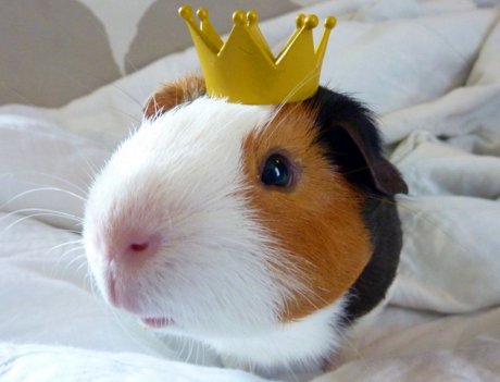 Dang right I'm your king, skippy. Guinea pig wearing a crown