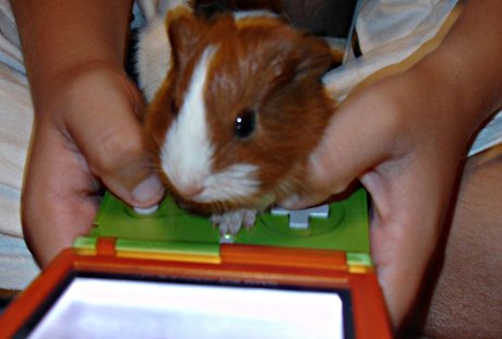 GamePeeg OWNS YOO! guinea pig with paws on a GameBoy