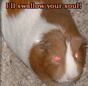 new satanic guinea pig with hellish chomping action Guinea pig saying 'I'll swallow your soul!'