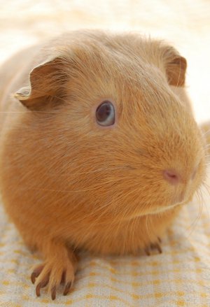 you did NOT just go there guinea pig giving you the SIDE EYE