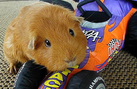 piggy was a racecar driver guinea pig sitting on toy car looking plaintive