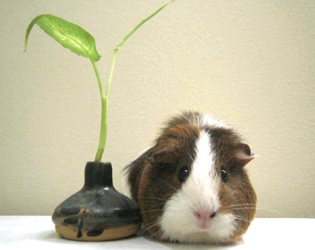 feng shui pig says to put plants in the SE corner guinea pig with plant in a feng shui pose