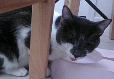 Yes. That hurt. A LOT. Pinto the cat looking unwell