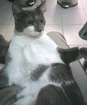 No, I DON'T CARE Pinto sitting on my lap