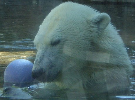 yep, this is MY BALL polar bear in the San Diego Zoo with a ball