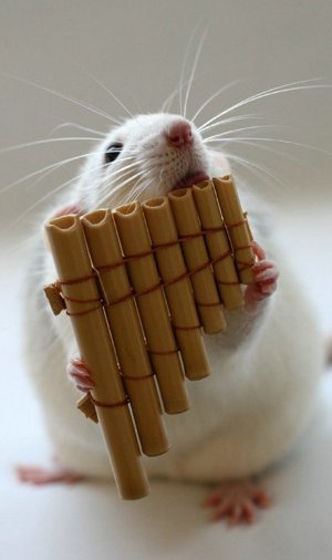 Zamfir? Who dat? rat holding pan flute