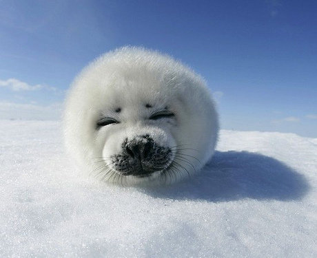 you WISH you were this comfy harp seal pup looking cute