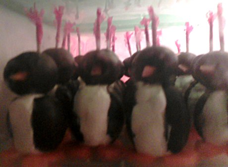 fear us! We're the Penguin Army! army of small cream cheese penguins