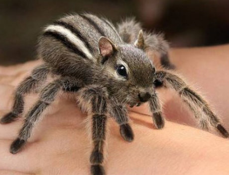 We'll take your food, and then inject neurotoxins into your eyeballs! squirrel spider
