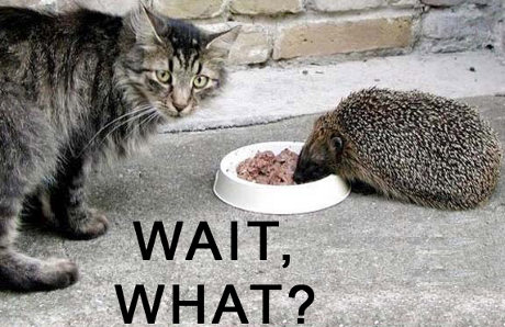 this is usually a very good question hedgehog eating cat's food, caption 'Wait, What?'