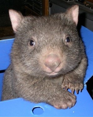 You. Can't. Handle. This. baby wombat in a box
