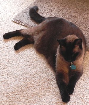 Bobby the huge Siamese cat sleeping on the rug
