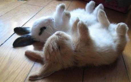 young bunnies lying on the floor with their paws up