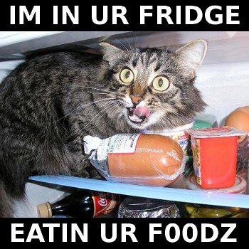 cat, caption 'I'm in ur fridge, eatin ur foodz'