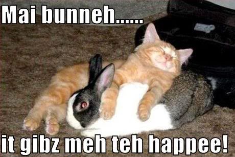 cat with bunny, caption 'my bunny, it gives me the happy!'