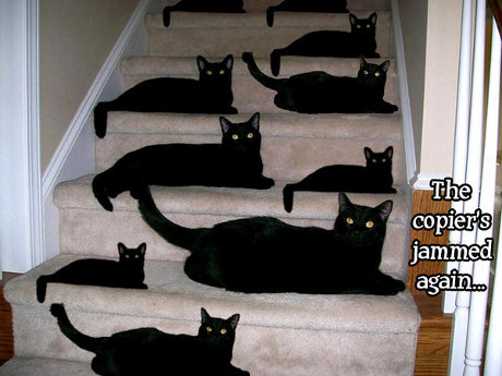 cat saying 'The copier's jammed again'