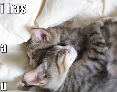 cats saying 'I has a u'