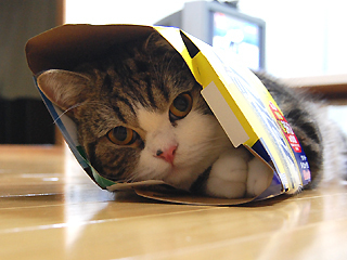 Maru, famous Japanese cat, ensconced in a box that's too small for him