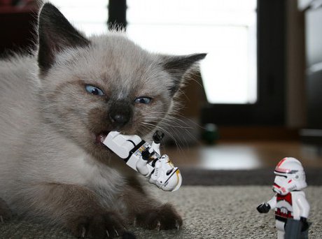 cat playing with Lego stormtrooper figures