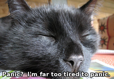 sleeping cat saying 'Panic? I'm far too tired to panic.'