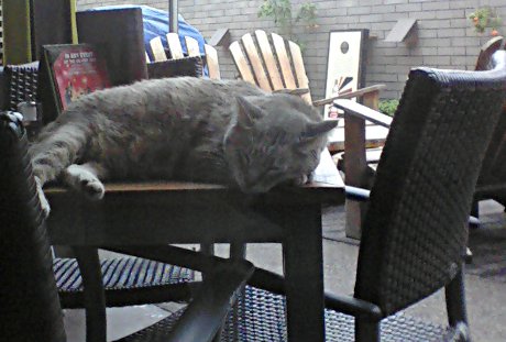 cat sleeping on table at The Vig