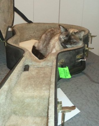 Dane's cat sitting in a guitar case