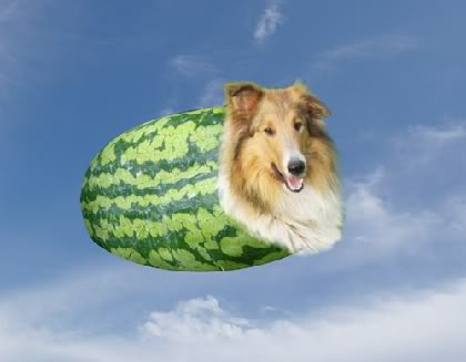 watermelon with a collie in it, melon-collie ~= melancholy, silly pun